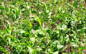 photo of field of mixed forage cover crops