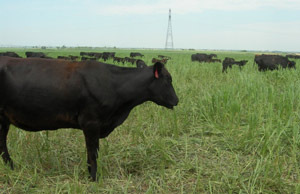 photo of cattle in annual forage field