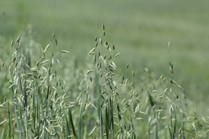 photo - Oats planted for fall forage