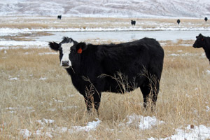 photo - cow in winter pasture, snow on ground