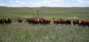 photo of cattle in Nebraska Sandhills pasture