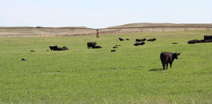 photo of cattle in irrigated pasture