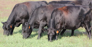 photo of cattle grazing grass