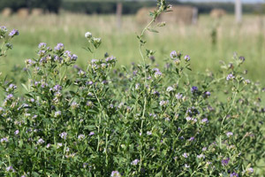 photo - alfalfa field