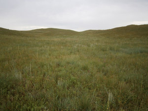 photo of pasture