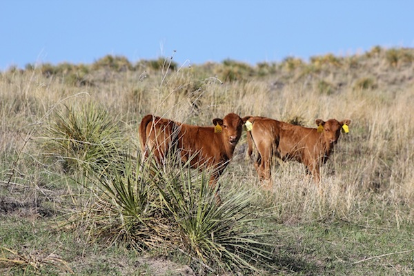 photo of Yucca plants near grazing cattle