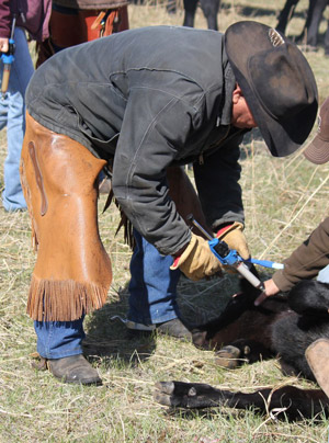 photo of ranch personnel working with young calf