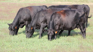 photo of cattle grazing green grass