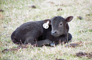 photo of calf in pasture