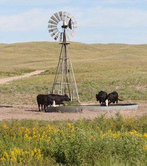 photo of cattle at water source in pasture