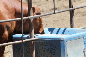 photo of cow drinking water in trough