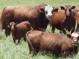 photo of bull with cows in pasture