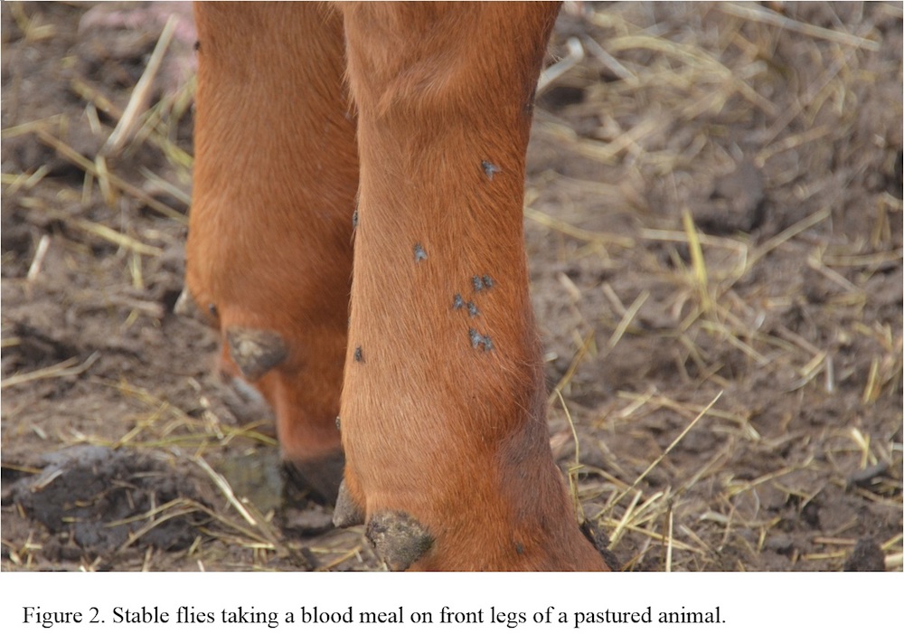 Stable flies taking a blood meal on front legs of a pastured animal.