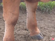 photo - stable flies on cows legs