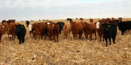 cattle in cornstalks