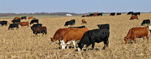 cattle grazing in harvested corn field