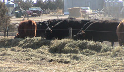 cattle in temp feeding area