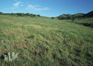 photo of green pasture