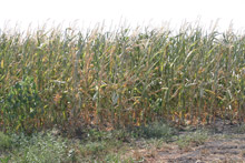 photo of drought-damages cornfield