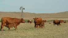 Cows with May calves (photo taken June 14)