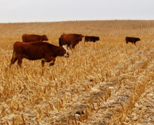 cattle grazing corn stalks