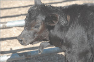 photo of Angus calf with defect