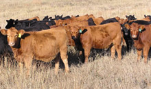 photo - 1-year old heifers in the pasture