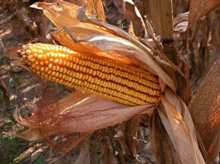 photo of ear of corn