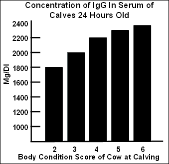 Table 2. IgG in Beef Calves