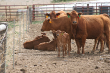 photo cow-calf pairs in confinement