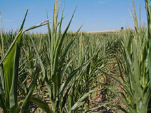 photo of drought-stressed corn