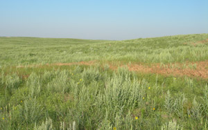 photo of pasture with large amount of weeds