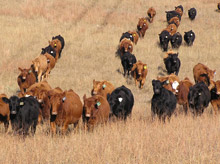 yearling heifers in pasture