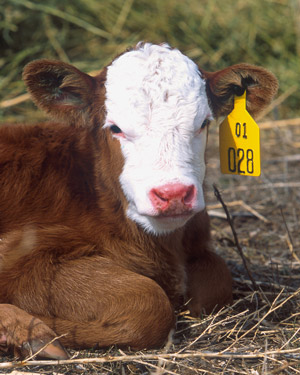 photo of calf laying in field