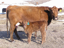Cow-calf pair in snow-covered field