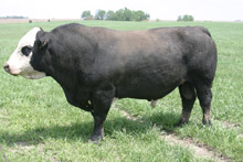 photo of bull in pasture