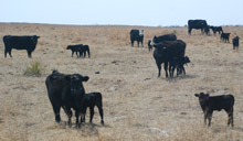 photo - First-calf cows with calves in pasture