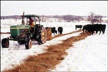 Photo - feeding cows in winter