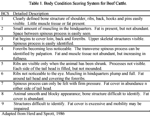 Cow Condition and Reproductive Performance | UNL Beef