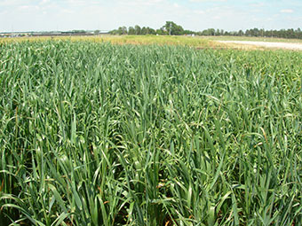 photo of forage field
