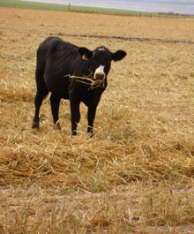 Calf grazing windrow corn field