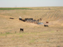 photo of pasture during drought