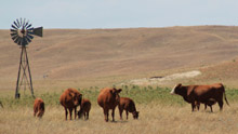 photo - cow/calf pairs in pasture affected by drought