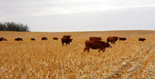 photo of cattle grazing in corn stubble