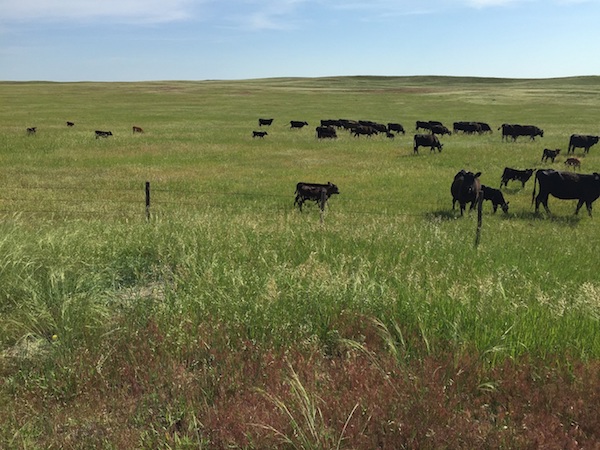 photo of cattle grazing