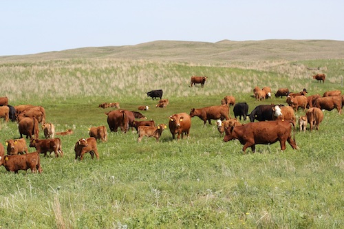 photo of cattle grazing open range