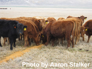photo - calves in pasture with DDG on ground