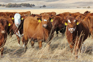 photo - heifers in pasture