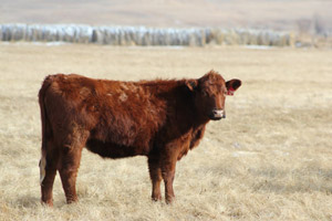 photo of cow in pasture