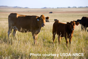 photo - cow with calf in pasture